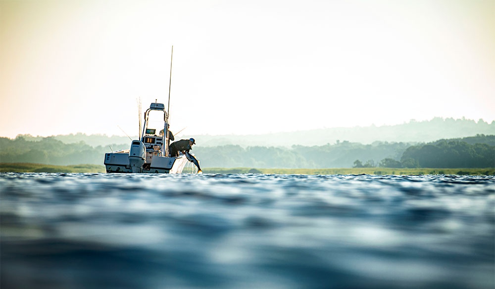 fisherman pulling in large striped bass