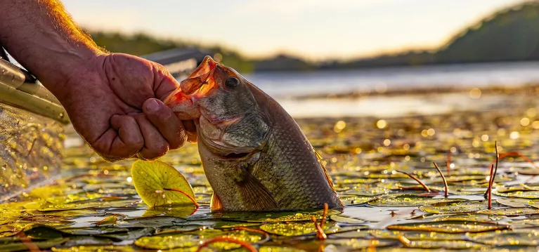 Shop Shallow Water Anchors